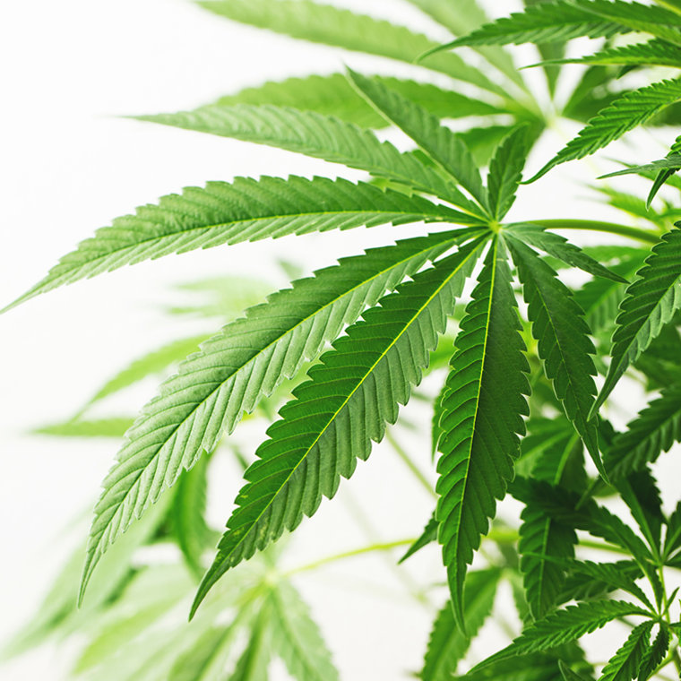 Medizinisches Cannbis